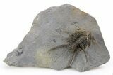 Spiny Ceratarges Trilobite - Zireg, Morocco #250014-3